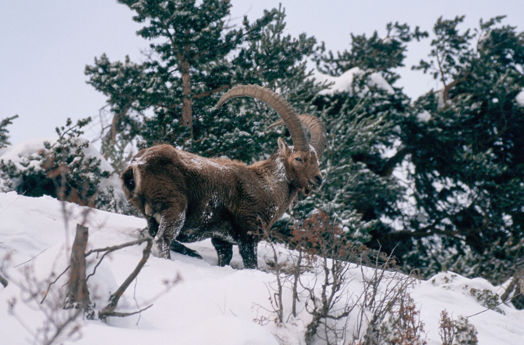 Steinbock Vanoise Nationalpark - © Sébastien Bregeon steinbock-vanoise-nationalpark - © Sébastien Bregeon