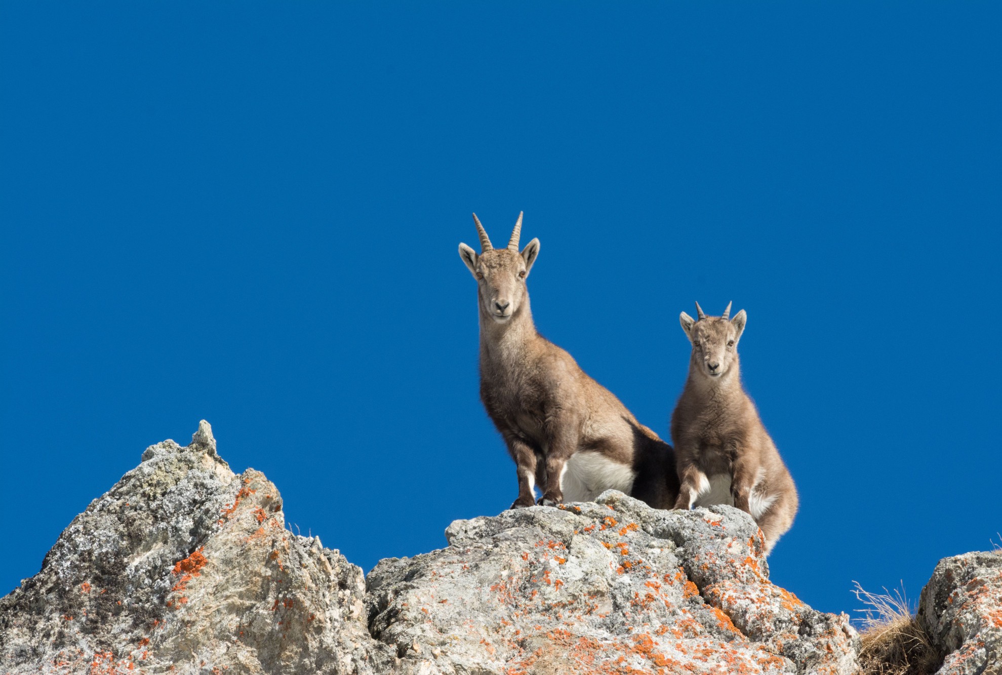 Cabris Vanoise Nationalpark - © Christian Balais cabris-vanoise-nationalpark - © Christian Balais