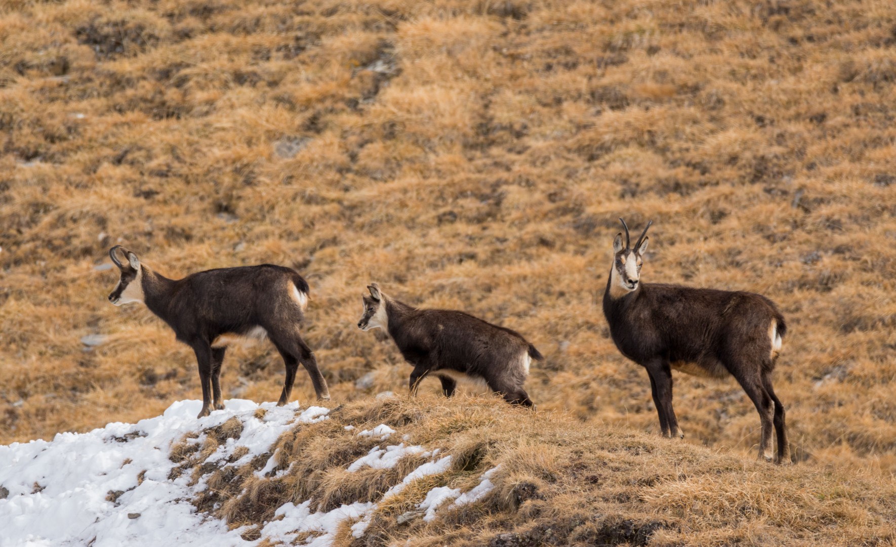 Gämse Vanoise Nationalpark - © Christian Balais gämse-vanoise-nationalpark - © Christian Balais