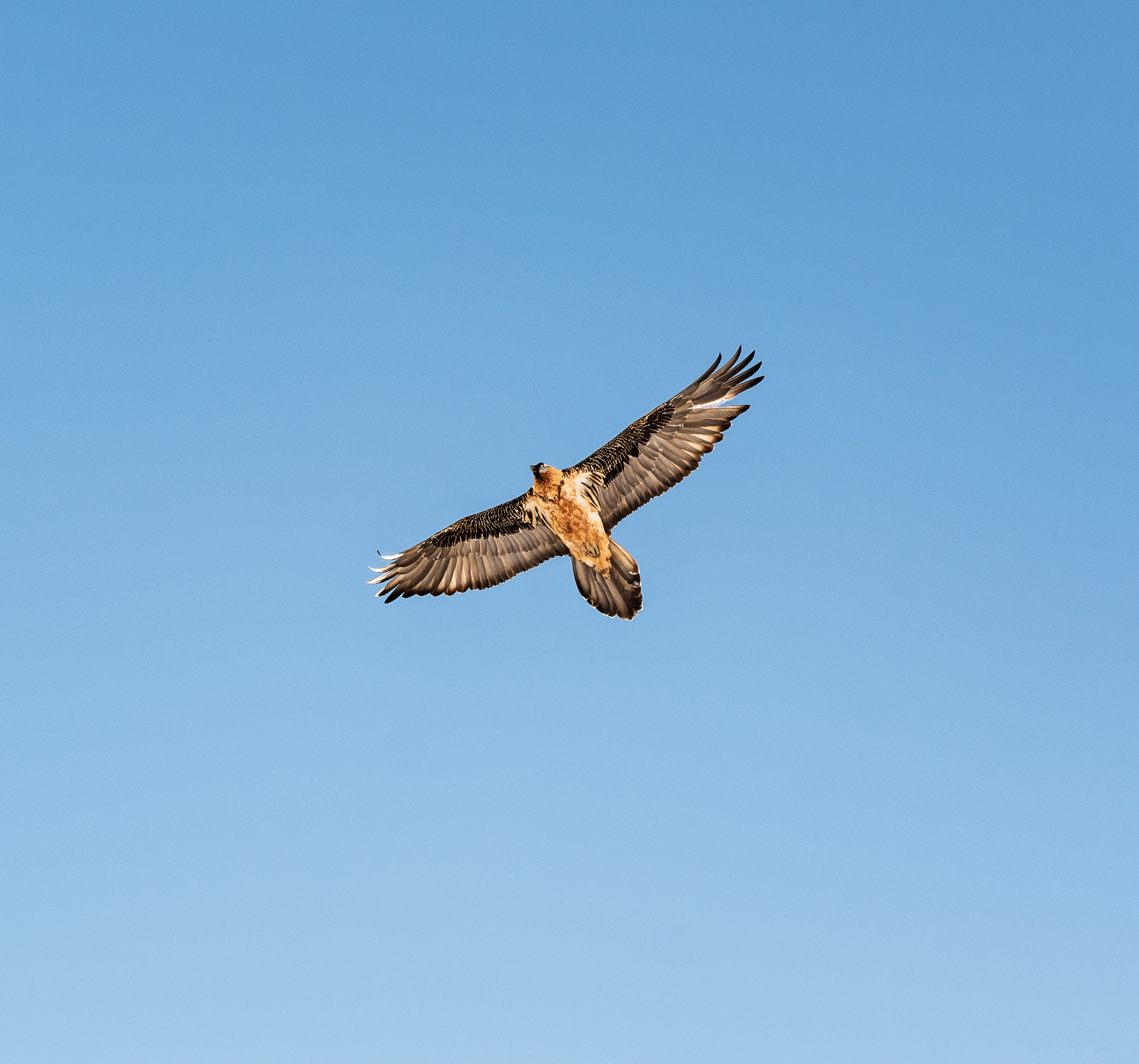 Bartgeier - © Yann Allègre bartgeier - © Yann Allègre