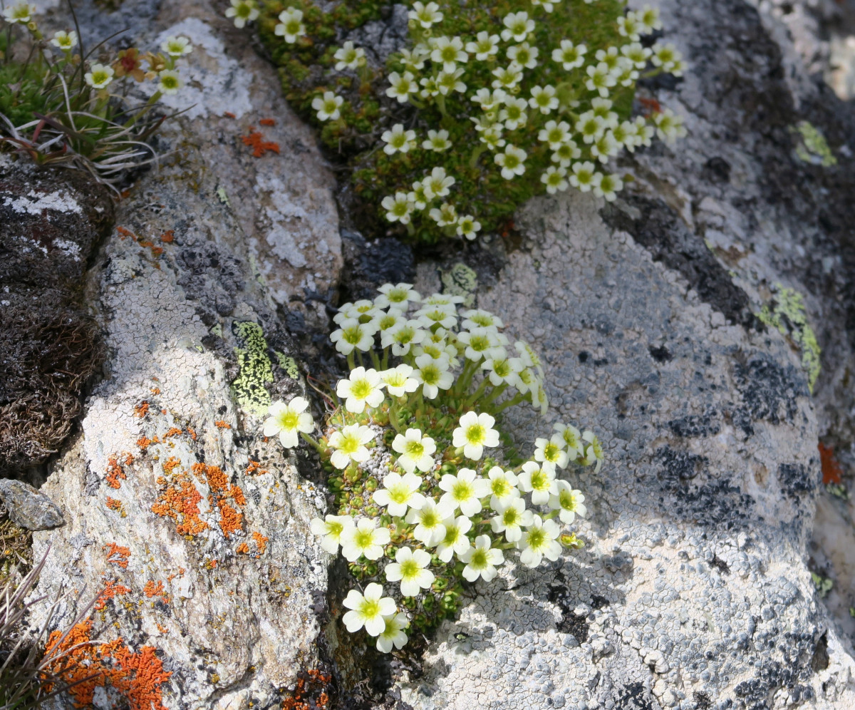 Saxifrage mousse