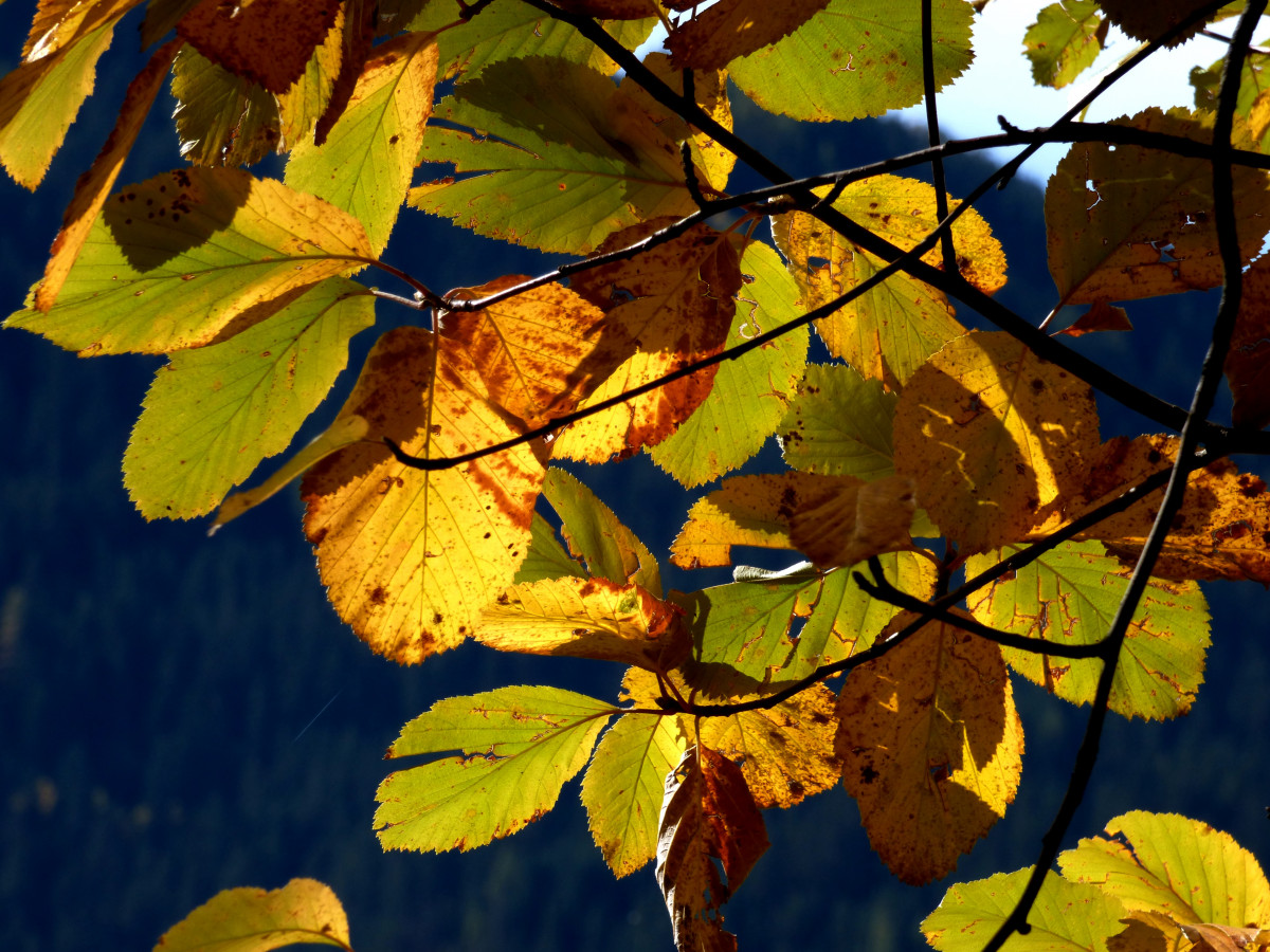 landry feuilles - © mnpc landry feuilles