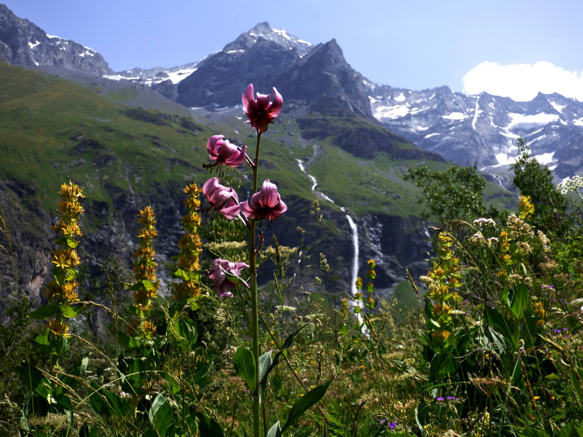 Cascade du Nant Putors + lis martagon