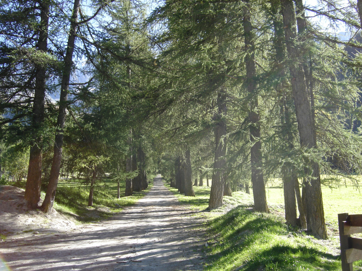 Allée des mélèzes Allée des mélèzes