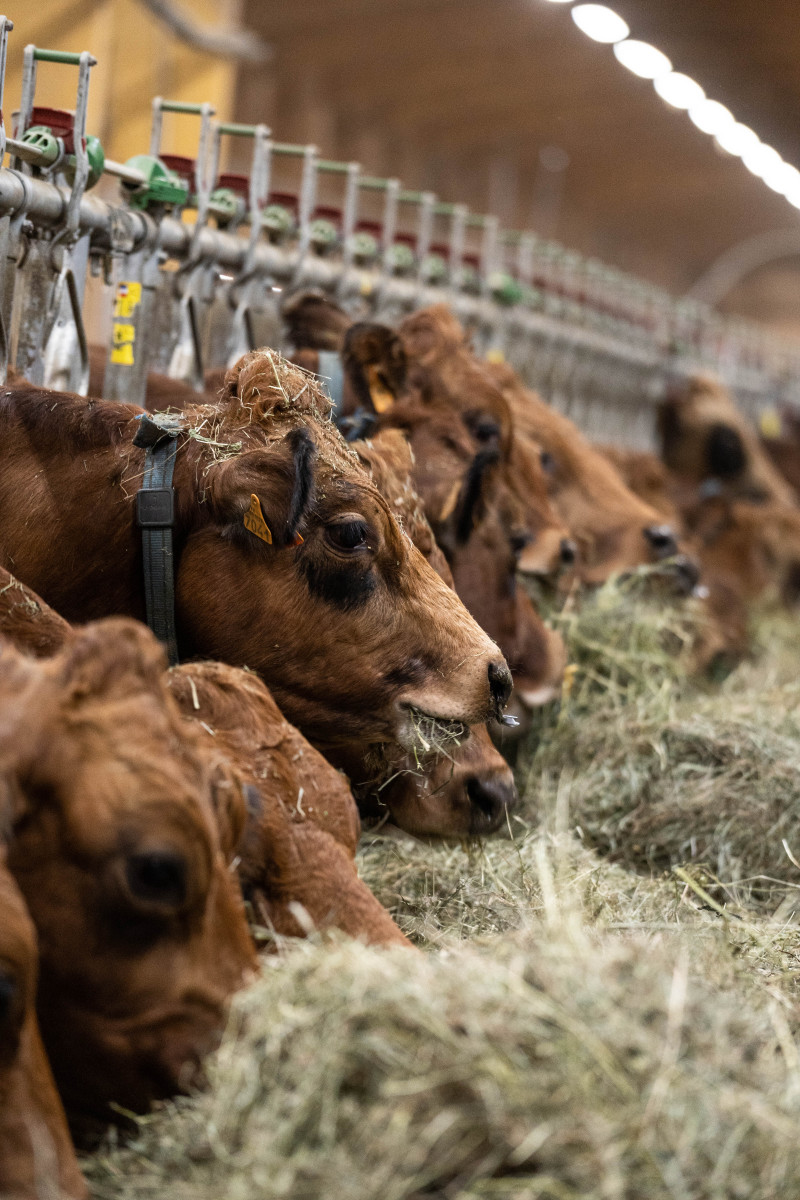 Gaec alpin producteur Beaufort