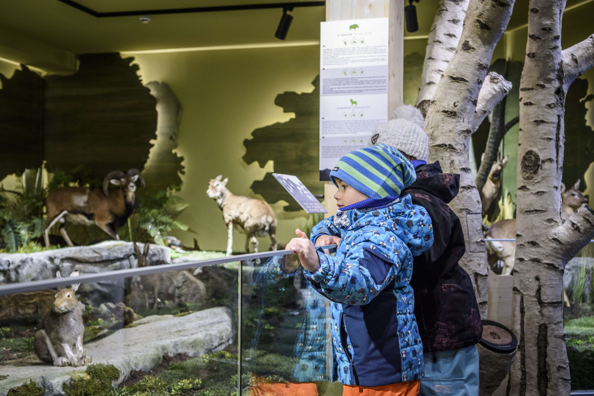 Le Muséum des Animaux de Montagne