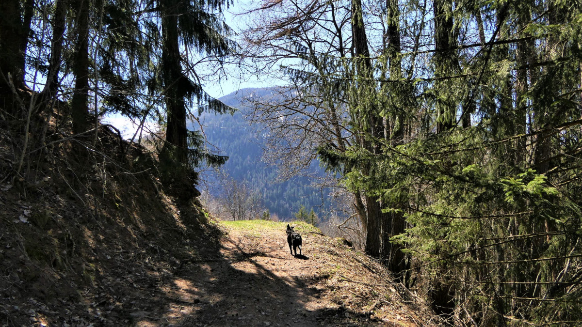 Tour du bois de l'église de Peisey