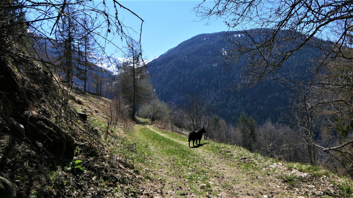 Tour du bois de l'église de Peisey
