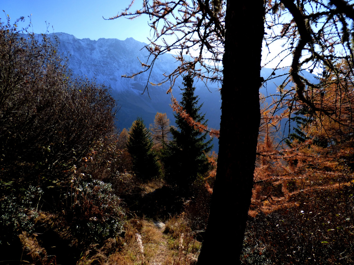 bois du Barmail