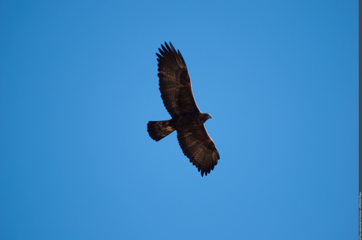 Aigle royal Aigle royal