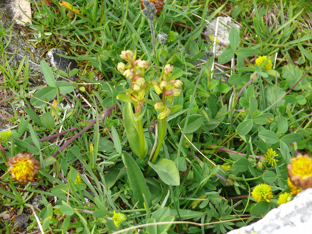 orchis nain