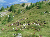 Bergerie du Rey