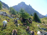 Bergerie du Rey