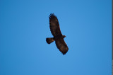 Aigle royal