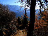 bois du Barmail