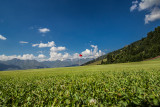 Terrain 4