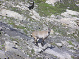 Faune