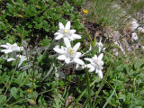 Flore