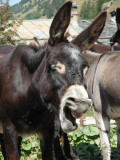 Au Baudet Malin_Peisey-Vallandry