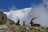 Bouquetins devant le Mt-Blanc