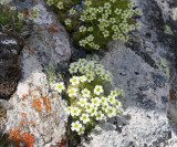 Saxifrage mousse