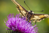 Machaon sur un chardon à tige nue