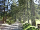 Allée des mélèzes
