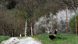 Le Verger de la Balastière