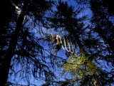 Gli'Air Parcours dans les arbres