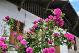 roses_jardin_landry_9_juin_2021_1.jpg