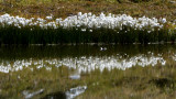 lac des moutons