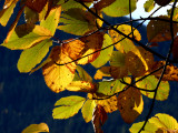 landry feuilles