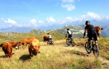 AvélO