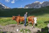 Refuge entre-le-lac : vaches en alpage