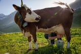 Refuge entre-le-lac : traite des vaches