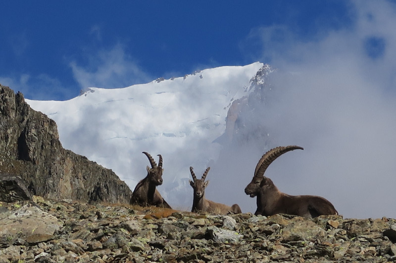 Bouquetins devant le Mt-Blanc
