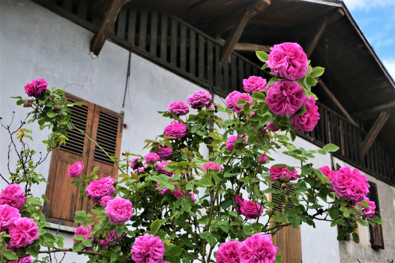 roses_jardin_landry_9_juin_2021_1.jpg roses_jardin_landry_9_juin_2021_1.jpg