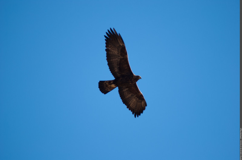 Aigle royal Aigle royal