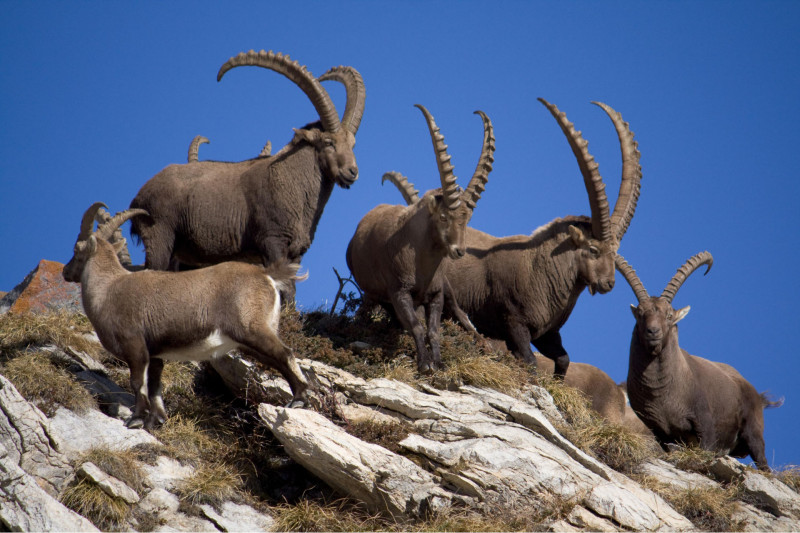 Steinbock im Wintermantel