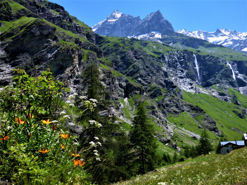 la Guraz lis orangé