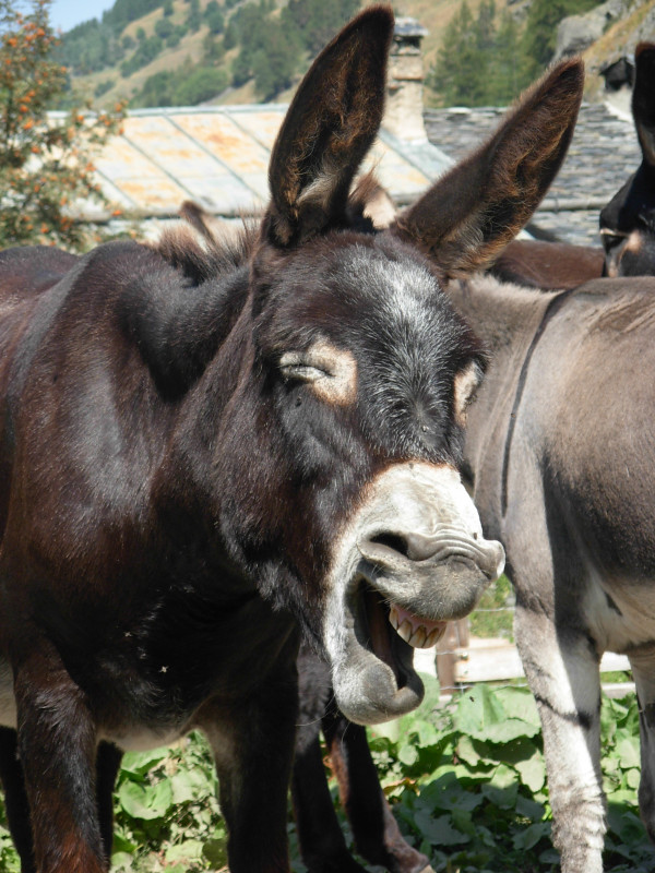 Eselhof Au Baudet Malin_Peisey-Vallandry