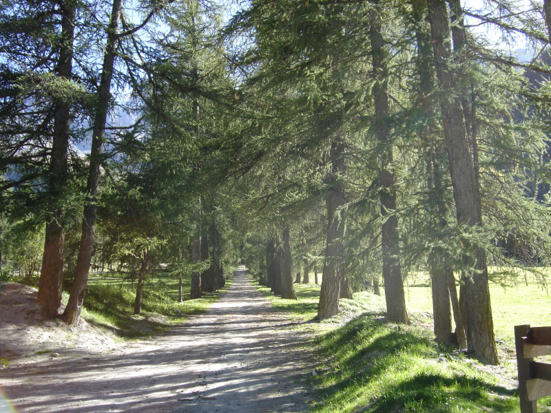 Allée des mélèzes