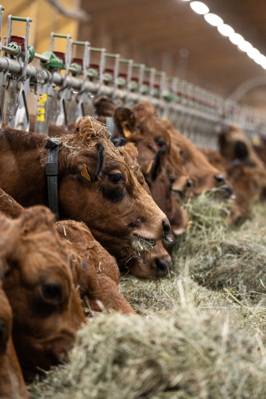 Gaec alpin producteur Beaufort
