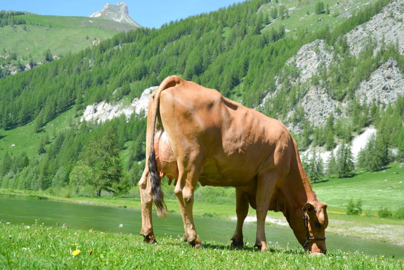 GAEC Tarines de l'Aliet