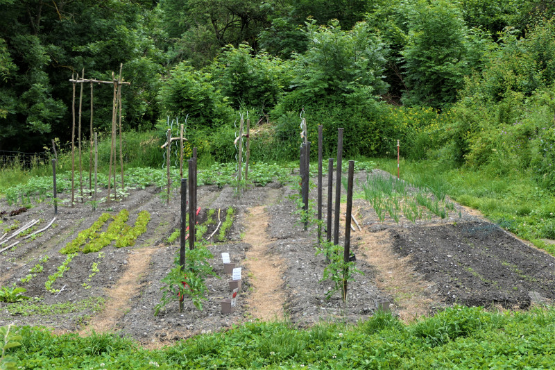 jardin_potager_landry_9_juin_2021_5.jpg jardin_potager_landry_9_juin_2021_5.jpg