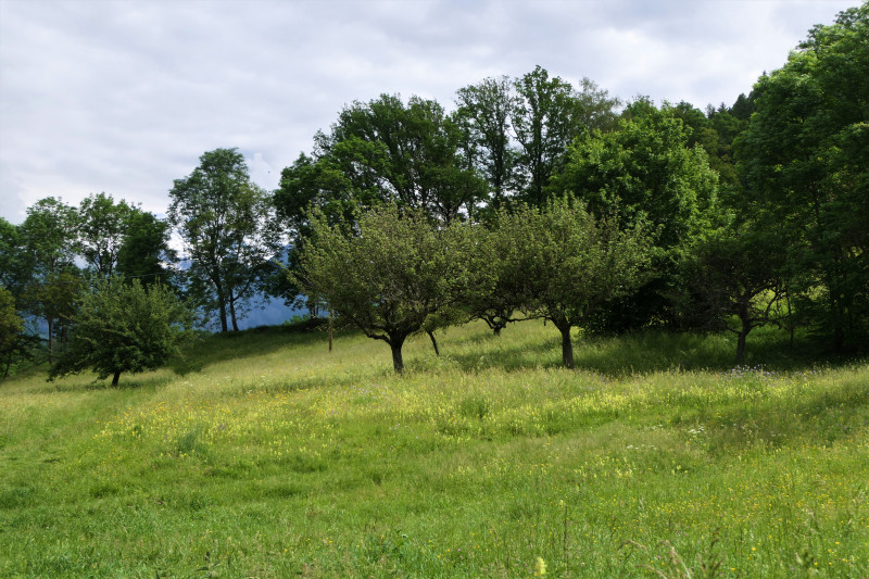 pre_verger_fleuri_landry_9_juin_2021_2.jpg pre_verger_fleuri_landry_9_juin_2021_2.jpg
