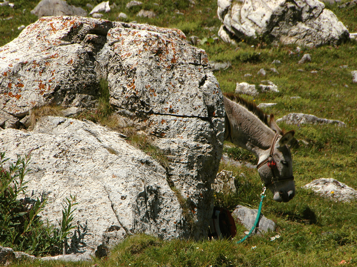 Randonnée avec un âne - © Joël Martin Randonnée avec un âne