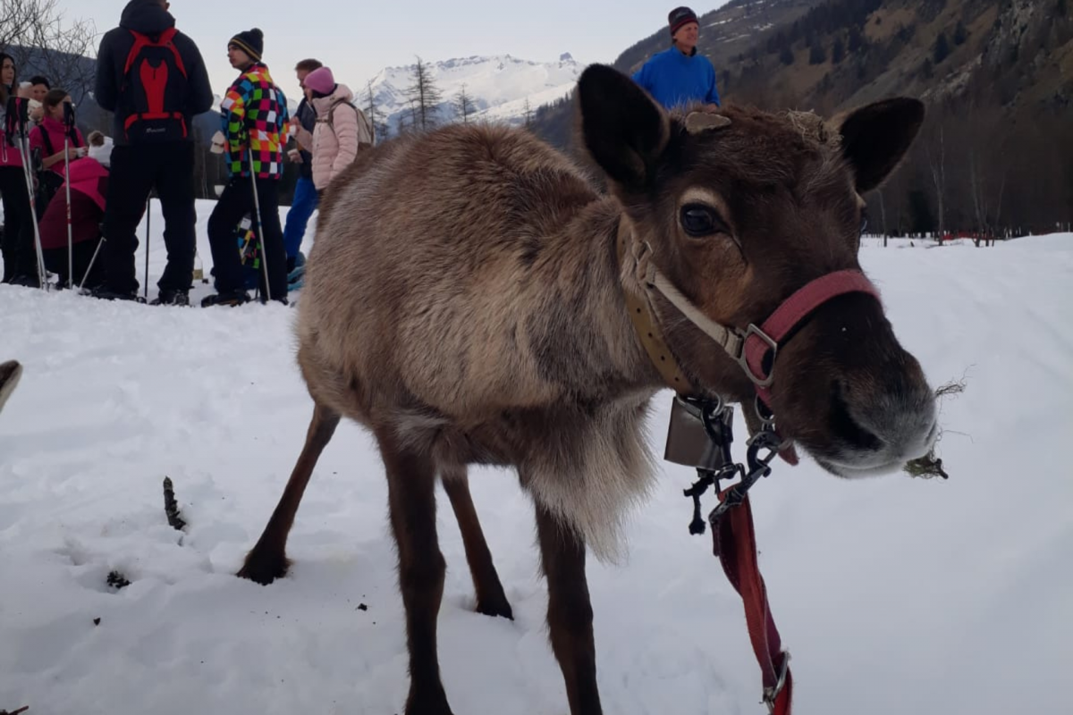 Daytime walk with the Grand Plan reindeer_Peisey-Vallandry