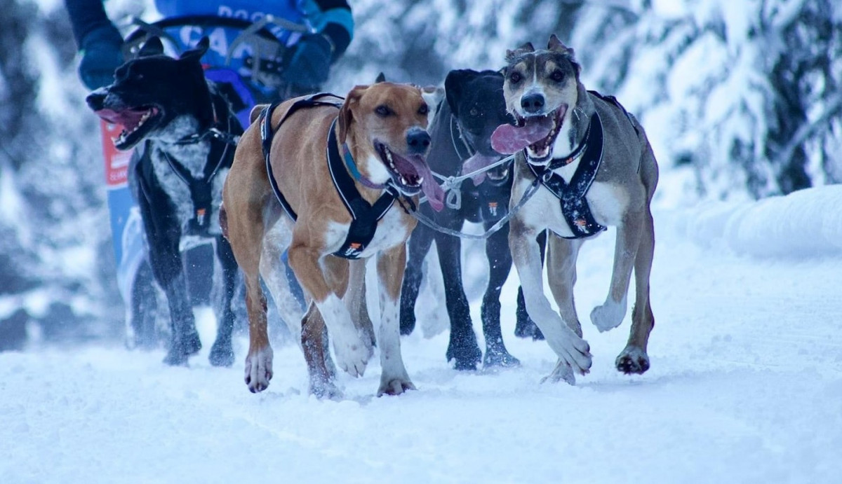 Balade traineau à chien_Peisey-Vallandry