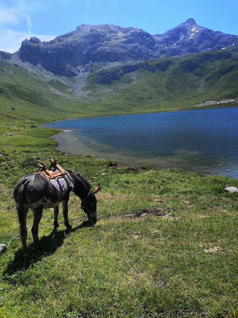 Caline lac de la plagne - © Au Baudet Malin Caline lac de la plagne